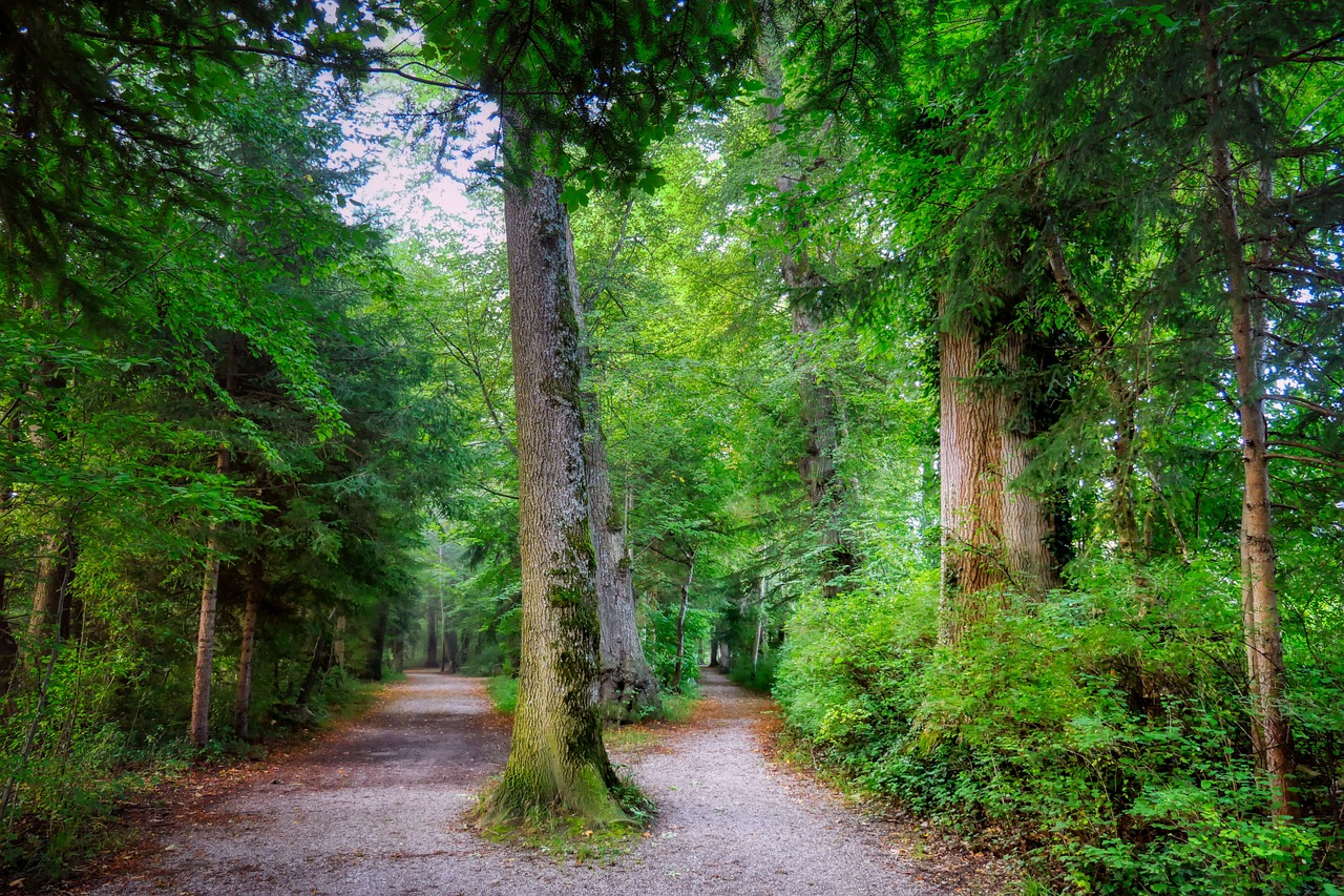 a gravel path through a green wood that splits in two around a huge tree