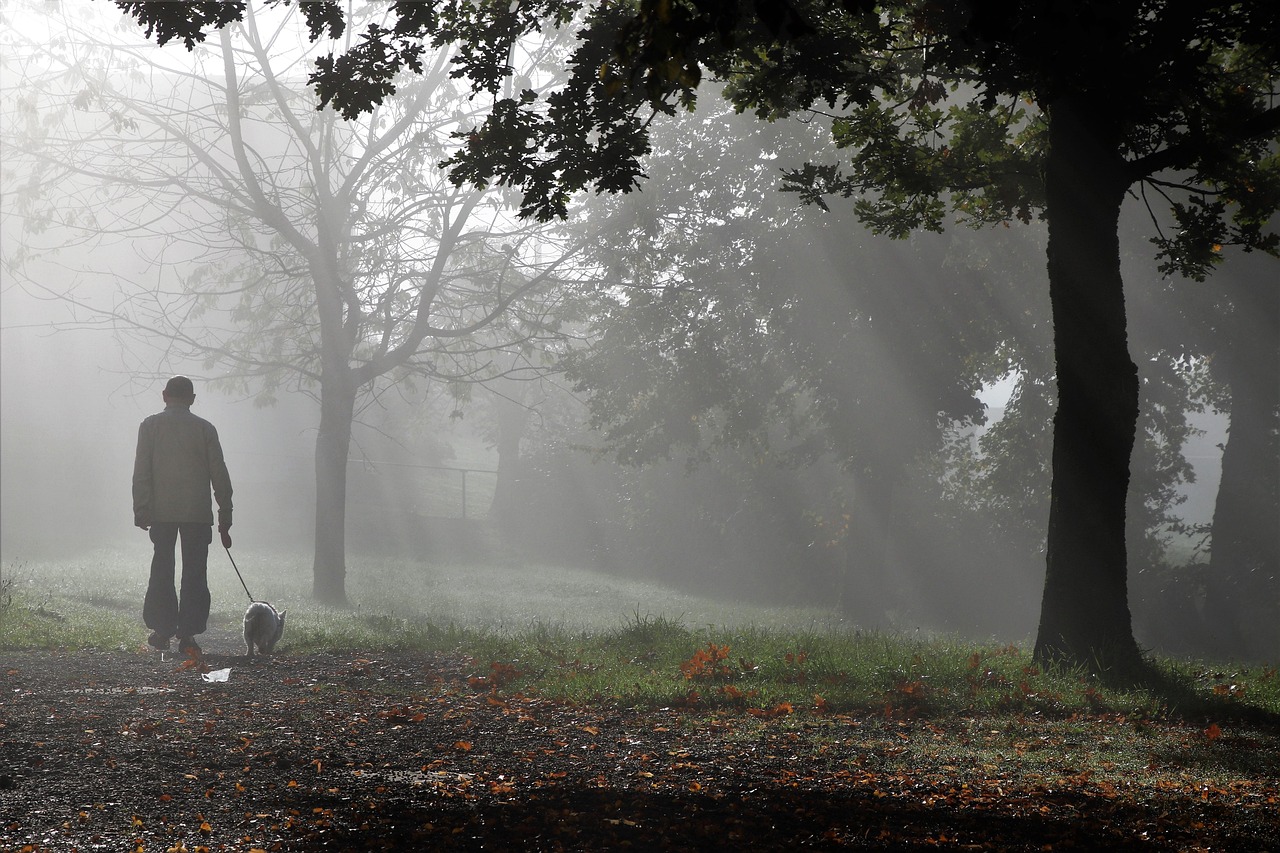 a misty autumn park at dawn, with a man walking a small dog beneath the trees